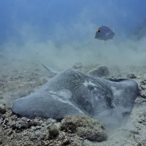 American stingray (Hypanus americanus) foraging