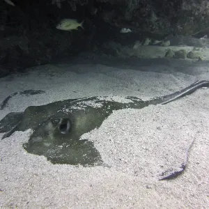 American stingray (Hypanus americanus) resting buried in the sand