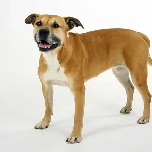 Amerikanischer Staffordshire Terrier