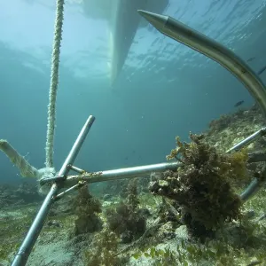 Anchor in a coral reef, Asia, Philippines