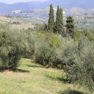 Ancient olive grove in Tuscany, Italy