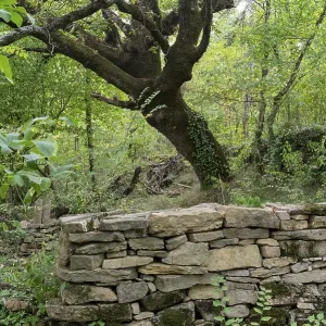 Ancient tree standing over a traditional dry stone rural wall in a lush green forest Ancient tree standing over a traditional dry stone rural wall in a lush green forest