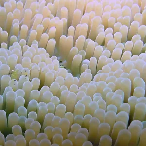Ancylomenes longcarpus on a Densely Grown Anemone Print Ancylomenes longcarpus on a Densely Grown Anemone Print