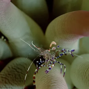 Anemone Shrimp, Carribean Sea, anemone shrimp