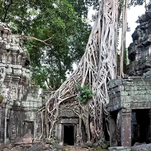Angkor Ta Prohm, overgrown by aerial roots of the strangler fig (Ficus virens) Angkor Ta Prohm, overgrown by aerial roots of the strangler fig (Ficus virens)