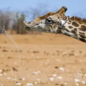 Angolan giraffe (Giraffa giraffa angolensis) drinking Angolan giraffe (Giraffa giraffa angolensis) drinking