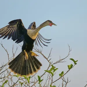 Anhinga approaches a branch to land with outstretched wings