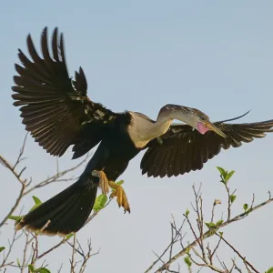 Anhinga approaching with spread wings and open bill