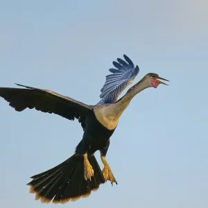 An anhinga flies through the sky with outstretched wings