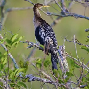 Anhinga resting on a branch, surrounded by branches and leaves