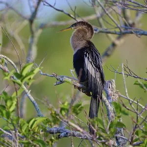 Anhinga sitting attentively on a branch