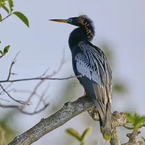 An Anhinga sitting on a branch