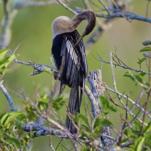 An anhinga sitting on a branch amidst green leaves and branches