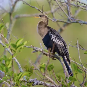 Anhinga sitting majestically on a branch against a blue background