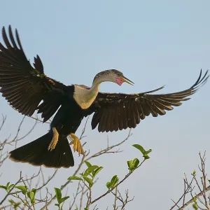 Anhinga with wide-spread wings in flight
