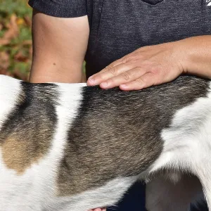 Animal physiotherapist and osteopath examining and treating a small mixed breed dog outdoors