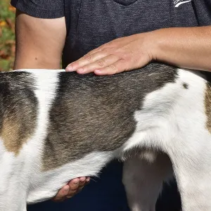Animal physiotherapist and osteopath examining and treating a small mixed breed dog outdoors