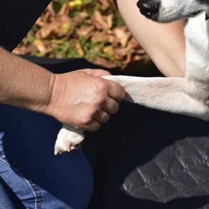 Animal physiotherapist and osteopath examining and treating a small mixed breed dog outdoors Animal physiotherapist and osteopath examining and treating a small mixed breed dog outdoors