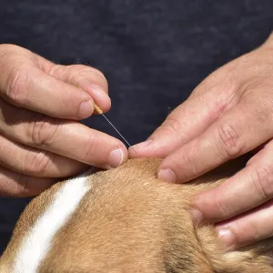 Animal physiotherapist and osteopath treating a small mixed breed dog with outdoor acupuncture