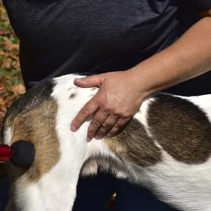 Animal physiotherapist and osteopath treating a small mixed breed dog with an outdoor massage gun