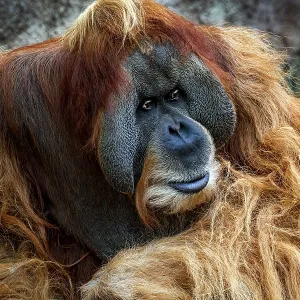 Animal portrait, Bornean orangutan (pongo pygmaeus) Animal portrait, Bornean orangutan (pongo pygmaeus)
