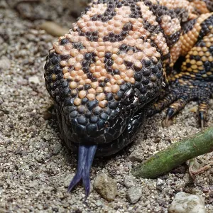 Animal portrait, Gila crustose lizard (Heloderma suspectum) Animal portrait, Gila crustose lizard (Heloderma suspectum)