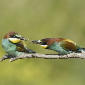 Animals, birds, bee-eaters, couple Animals, birds, bee-eaters, couple