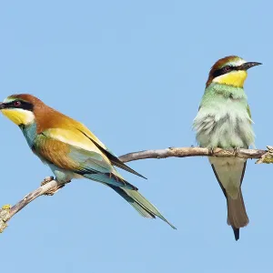 Animals, birds, bee-eaters, couple Animals, birds, bee-eaters, couple