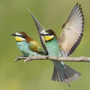 Animals, birds, bee-eaters, couple Animals, birds, bee-eaters, couple