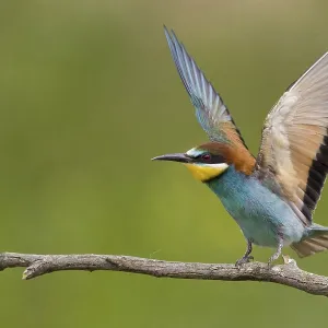 Animals, birds, bee-eaters (Merops apiaster) Animals, birds, bee-eaters (Merops apiaster)