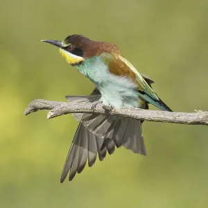 Animals, birds, bee-eaters (Merops apiaster) Animals, birds, bee-eaters (Merops apiaster)