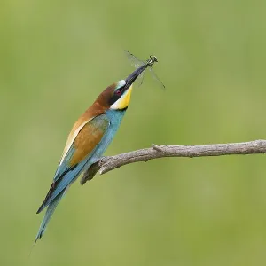 Animals, birds, bee-eaters, (Merops apiaster) Animals, birds, bee-eaters, (Merops apiaster)