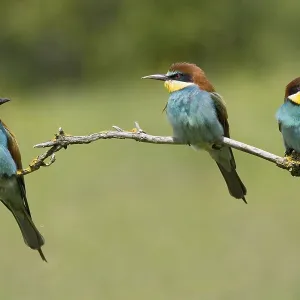 Animals, birds, bee-eaters, (Merops apiaster) courtship Animals, birds, bee-eaters, (Merops apiaster) courtship
