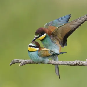 Animals, birds, bee-eaters, (Merops apiaster) courtship shot Animals, birds, bee-eaters, (Merops apiaster) courtship shot