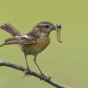 Animals, birds, black throats with prey Animals, birds, black throats with prey