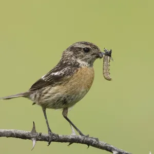 Animals, birds, black throats with prey Animals, birds, black throats with prey