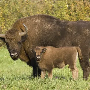 Animals, mammals, bison, cow with calf Animals, mammals, bison, cow with calf