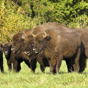 Animals, mammals, bison family with calves Animals, mammals, bison family with calves