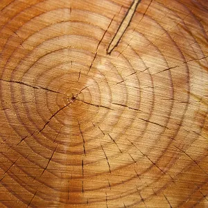 Many annual rings on a tree trunk Many annual rings on a tree trunk
