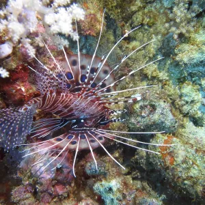 Antennata lionfish (Pterois antennata)