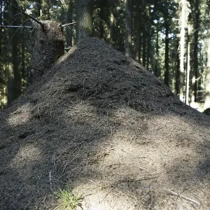 Anthill in the woods, Siebengebirge range near Bad Honnef