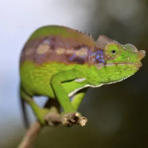 Antimena Chameleon (Furcifer antimena)