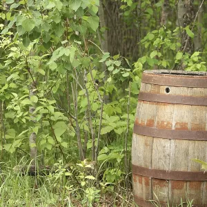 Ein antikes Holzfass, das in einem Birkenwald im Frühjahr in Winnipeg zurückgelassen wurde. Ein antikes Holzfass, das in einem Birkenwald im Frühjahr in Winnipeg zurückgelassen wurde.