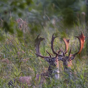 The antlers of the fallow deer (Dama dama) glow in the light of the rising sun