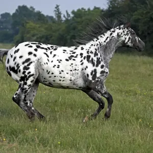 Appaloosa Horse Galloping Appaloosa Horse Galloping