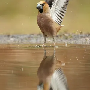 Appelvink opvliegend waarbij de vleugels volledig zichtbaar zijn en ook in de spiegeling