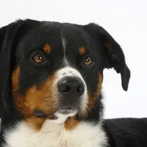 Appenzeller mountain dog Appenzeller mountain dog