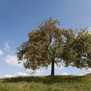 Apple tree Apple tree