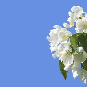 Apple tree floral. Bright summer background