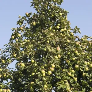 Apple tree with fruits Germany Apple tree with fruits Germany